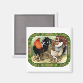 Gamefowl op het Boerderij Magneet (Voorkant / Achterkant)