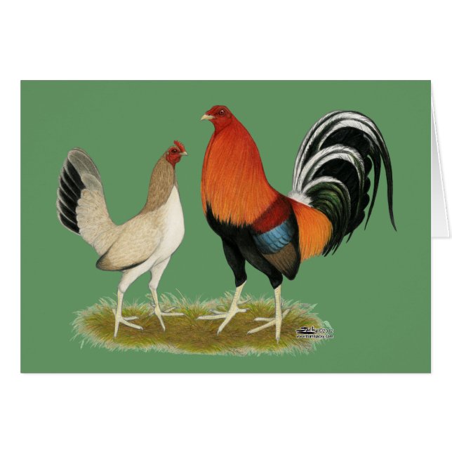 Gamefowl Wheatens (Voorkant Horizontaal)
