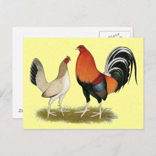 Gamefowl Wheatens Briefkaart (Voorkant / Achterkant)