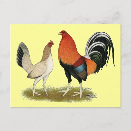Gamefowl Wheatens Briefkaart (Voorkant)