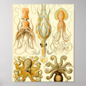 Gamochonia - Ernst Haeckel Poster (Voorkant)