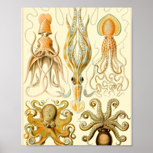 Gamochonia - Ernst Haeckel Poster (Voorkant)