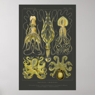 Gamochonia - Ernst Haeckel Squid, Octopod Poster