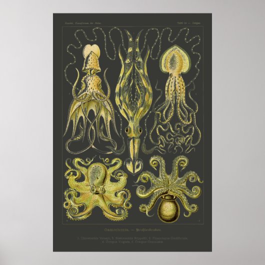 Gamochonia - Ernst Haeckel Squid, Octopod Poster (Voorkant)