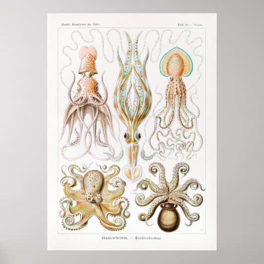 Gamochonia-Trichterkraken door Ernst Haeckel Poster (Voorkant)