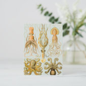 Gamochonia van Ernst Haeckel Briefkaart (Staand voorkant)