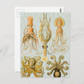 Gamochonia van Ernst Haeckel Briefkaart (Voorkant / Achterkant)