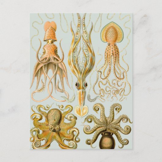 Gamochonia van Ernst Haeckel Briefkaart (Voorkant)