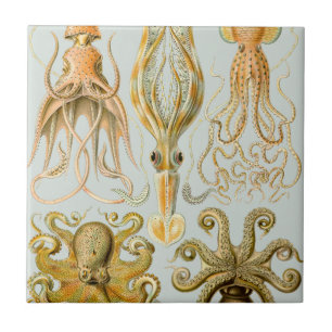 Gamochonia van Ernst Haeckel Tegeltje