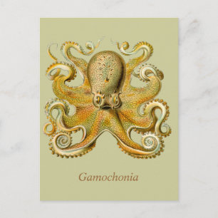 Gamochonia Vertical Postcard Briefkaart