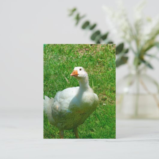 Gander Briefkaart (Staand voorkant)