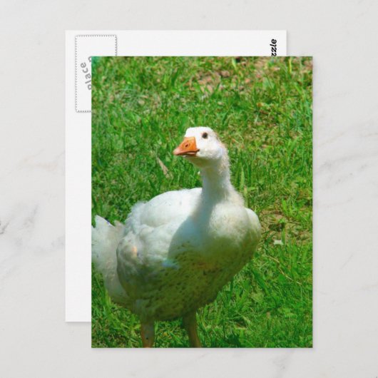 Gander Briefkaart (Voorkant / Achterkant)