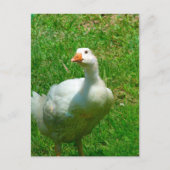 Gander Briefkaart (Voorkant)