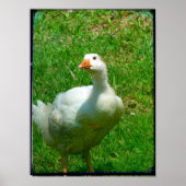 Gander Poster (Voorkant)