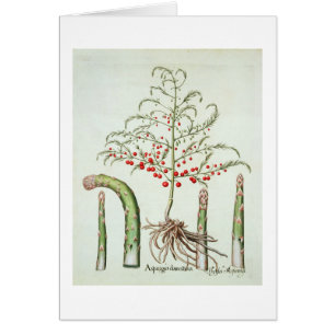 Gangbare asperges in bloemen en vruchten, van de "