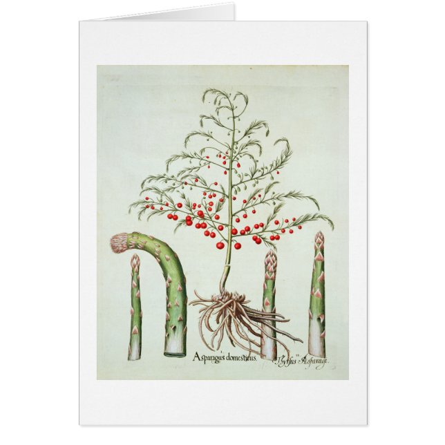 Gangbare asperges in bloemen en vruchten, van de " (Voorkant)