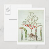 Gangbare asperges in bloemen en vruchten, van de " briefkaart (Voorkant / Achterkant)