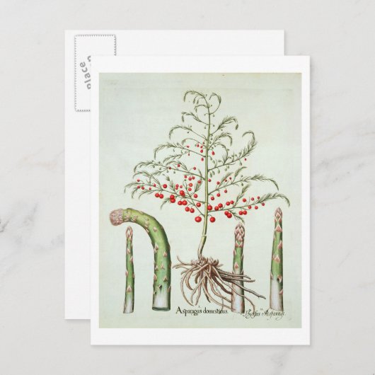 Gangbare asperges in bloemen en vruchten, van de " briefkaart (Voorkant / Achterkant)