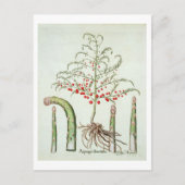 Gangbare asperges in bloemen en vruchten, van de " briefkaart (Voorkant)