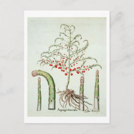 Gangbare asperges in bloemen en vruchten, van de " briefkaart