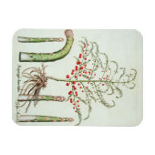 Gangbare asperges in bloemen en vruchten, van de " magneet (Horizontaal)