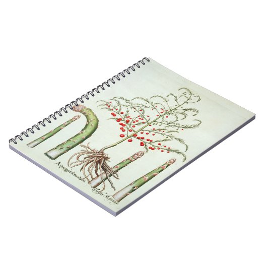 Gangbare asperges in bloemen en vruchten, van de " notitieboek (Linkerzijde)