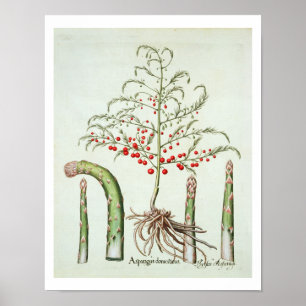 Gangbare asperges in bloemen en vruchten, van de " poster