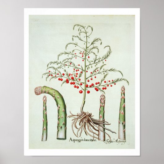 Gangbare asperges in bloemen en vruchten, van de " poster (Voorkant)