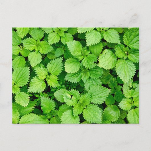 Gangnetel Briefkaart (Voorkant)