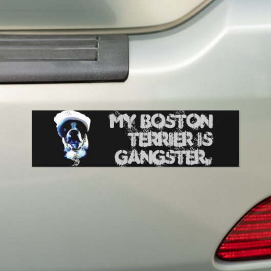 Gangster Boston Terrier Bumpersticker (Op auto)