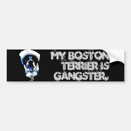 Gangster Boston Terrier Bumpersticker (Voorkant)