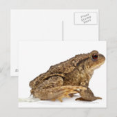 Gangweg of Europese weg (Bufo bufo) pisssen Briefkaart (Voorkant / Achterkant)