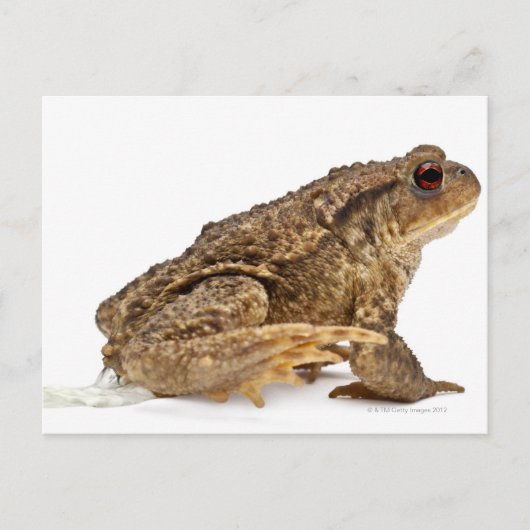 Gangweg of Europese weg (Bufo bufo) pisssen Briefkaart (Voorkant)