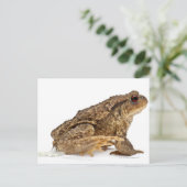 Gangweg of Europese weg (Bufo bufo) pisssen Briefkaart (Staand voorkant)