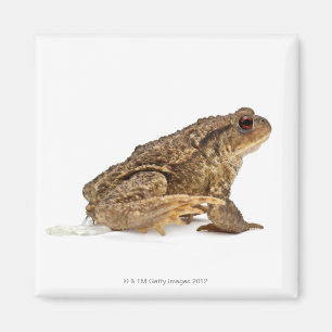 Gangweg of Europese weg (Bufo bufo) pisssen Magneet