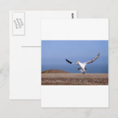 Gannet landt op Cape Kidnappers kolonie Briefkaart (Voorkant / Achterkant)