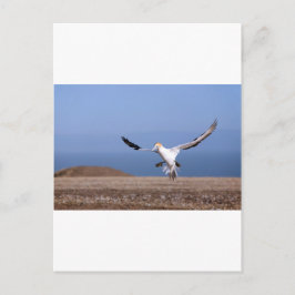 Gannet landt op Cape Kidnappers kolonie Briefkaart