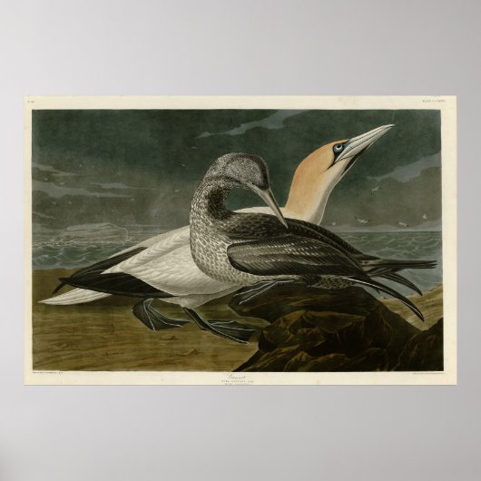 Gannet (Noord-Gannet) Audubon Birds of America Poster (Voorkant)