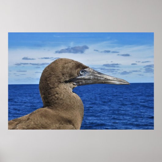 Gannet Portrait Poster (Voorkant)