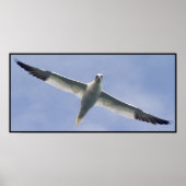 Gannet Poster (Voorkant)
