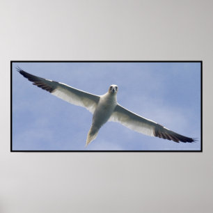Gannet Poster