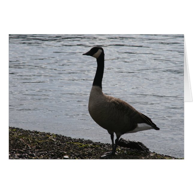 gans (Voorkant Horizontaal)