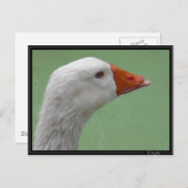 gans1 briefkaart (Voorkant / Achterkant)