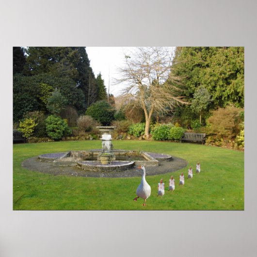 Gans en Goslings marcheren Poster (Voorkant)