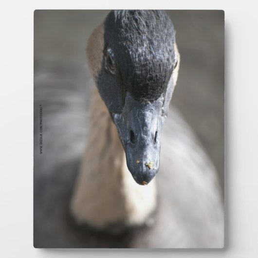 Gans Fotoplaat (Voorkant)
