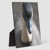 Gans Fotoplaat (Zijkant)