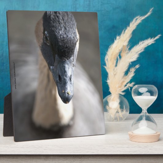 Gans Fotoplaat (Zijkant)