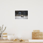 Gans in het water Poster (Keuken)