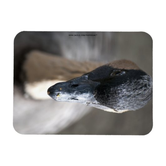 Gans Magneet (Horizontaal)