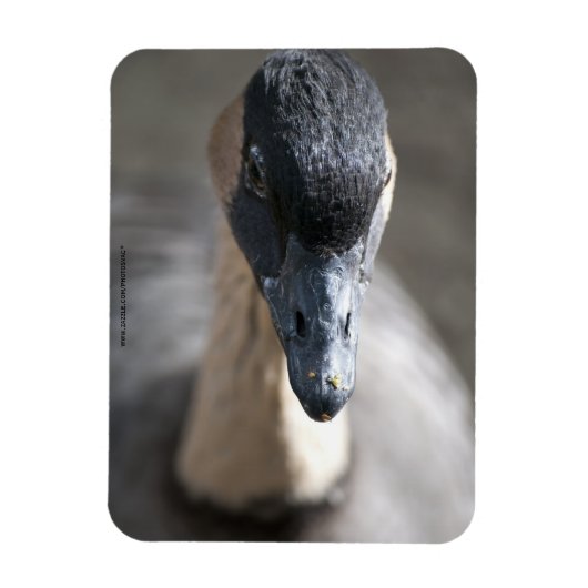 Gans Magneet (Verticaal)